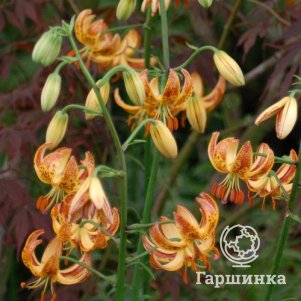 Лилия Санни Монинг кудреватая 
Лилия Санни Монинг кудреватая