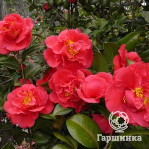 Камелия Крамерс Суприм 
Камелия Крамерс Суприм