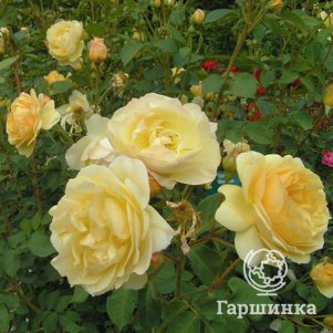 Роза Голден Элеганс, Питомник роз
Роза Голден Элеганс, Питомник роз