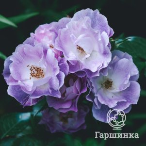 Роза Блю Фо Ю, Питомник роз 
Роза Блю Фо Ю, Питомник роз