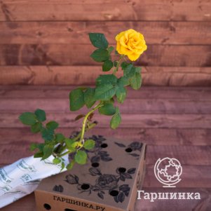 Роза Мохана, Питомник роз 
Роза Мохана, Питомник роз
