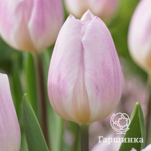 Тюльпан Свит Флаг Триумф 5 шт
Тюльпан Свит Флаг Триумф 5 шт