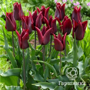 Тюльпан Ластинг Лав лилиецветный 5шт
Тюльпан Ластинг Лав лилиецветный 5шт