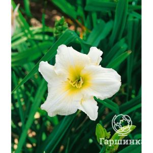 Лилейник Серена Мадонна 
Лилейник Серена Мадонна