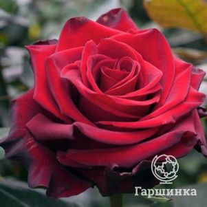 Роза Эксплорер, Питомник роз
Роза Эксплорер, Питомник роз