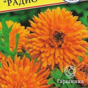 Семена Календула "Радио" 20 шт, Престиж 
Семена Календула "Радио" 20 шт, Престиж