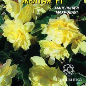 Семена Бегония клубневая ампельная Шансон Жёлтая F1, 5 драже в пробирке, Плазменные семена
Семена Бегония клубневая ампельная Шансон Жёлтая F1, 5 драже в пробирке, Плазменные семена