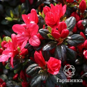 Рододендрон (Азалия) Марушка
Рододендрон (Азалия) Марушка