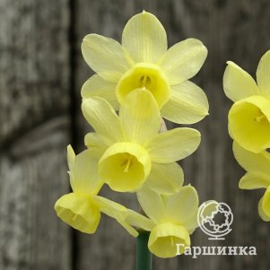 Нарцисс Ангелс Виспер 10 шт 
Нарцисс Ангелс Виспер 10 шт