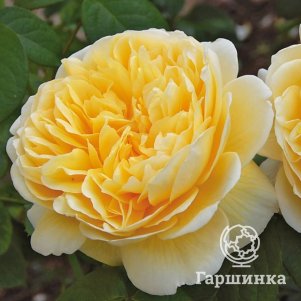 Роза Шарлотта чайно-гибридная, Воронежский питомник роз 
Роза Шарлотта чайно-гибридная, Воронежский питомник роз