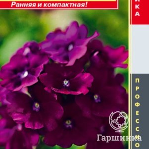 Семена Вербена гибридная F1 (серия Quartz XP) Кварц Пурпл 5 шт Плазменные семена
Семена Вербена гибридная F1 (серия Quartz XP) Кварц Пурпл 5 шт Плазменные семена