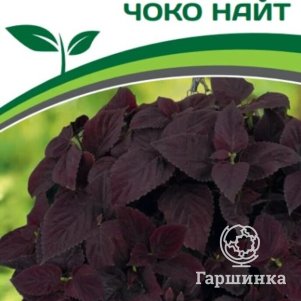 Семена Колеус шлемниковидный крупнолистный Премиум Чоко Найт 5 шт. Партнер
Семена Колеус шлемниковидный крупнолистный Премиум Чоко Найт 5 шт. Партнер