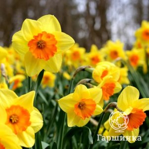 Нарцисс Фортиссимо крупнокорончатый 3 шт 
Нарцисс Фортиссимо крупнокорончатый 3 шт