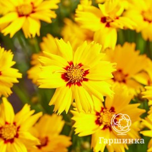 Кореопсис Солар Мун
Кореопсис Солар Мун