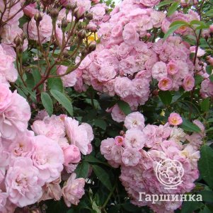 Роза Хэвенли Пинк мускусная, Ленс (лиц) 
Роза Хэвенли Пинк мускусная, Ленс (лиц)