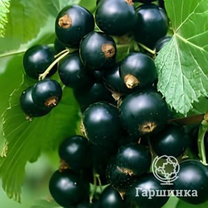 Смородина Калиновка черная 
Смородина Калиновка черная