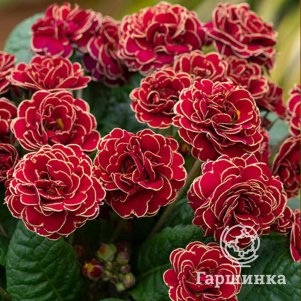 Примула Тач оф Голд полиантовая
Примула Тач оф Голд полиантовая