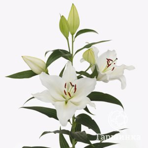 Лилия Сильверсайд восточная
Лилия Сильверсайд восточная