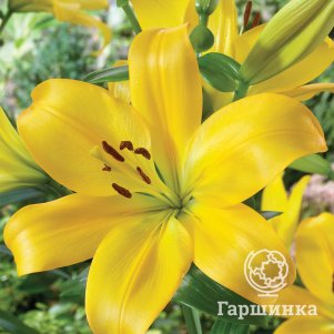 Лилия Хино ЛА-гибрид
Лилия Хино ЛА-гибрид