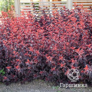 Живая изгородь: Пузыреплодник Леди ин Ред 10шт
Живая изгородь: Пузыреплодник Леди ин Ред 10шт