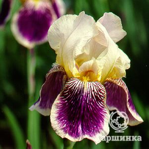 Ирис бородатый Салоник 
Ирис бородатый Салоник