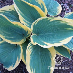 Хоста Валлейз Глечер (SM)
Хоста Валлейз Глечер (SM)