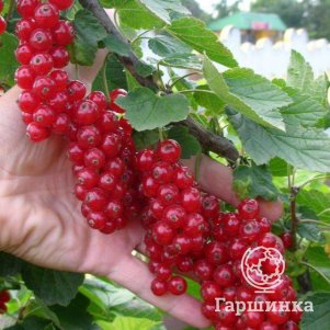 Смородина Голландская красная 
Смородина Голландская красная