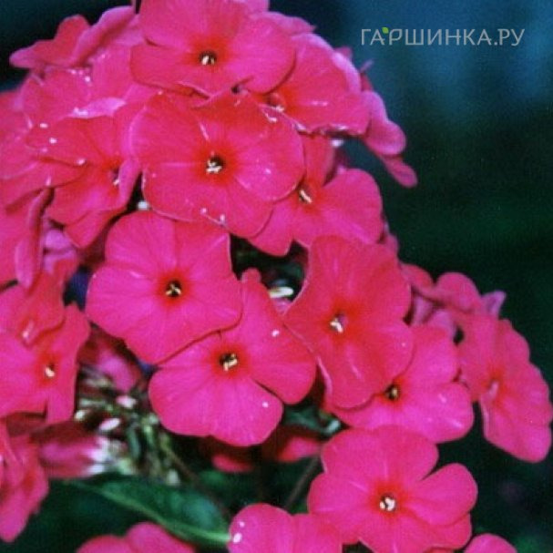 Флокс Пламя