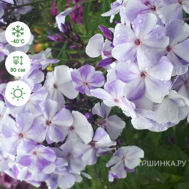 Флокс Чайка