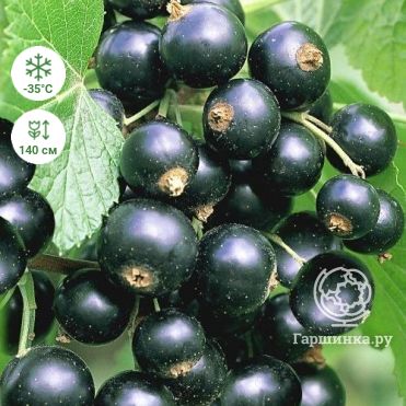 Смородина Титания черная (очень крупная ягода)