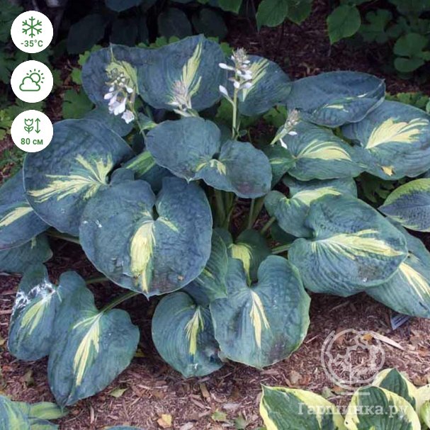 Хоста гибридная Дрим Квин (M) купить в Москве по низкой цене - интернет ...