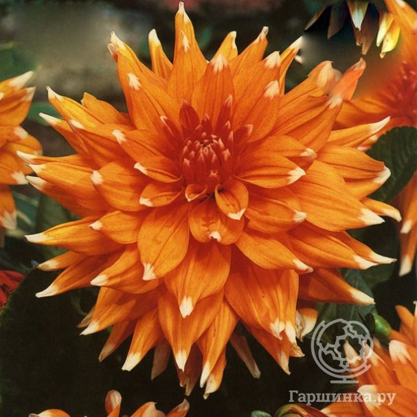 Георгина Колор Спектакль кактусовидная купить в Москве по низкой цене ...