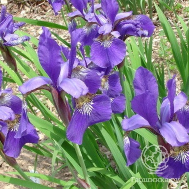 Ирис сибирский Blue King купить в Москве по низкой цене - интернет ...