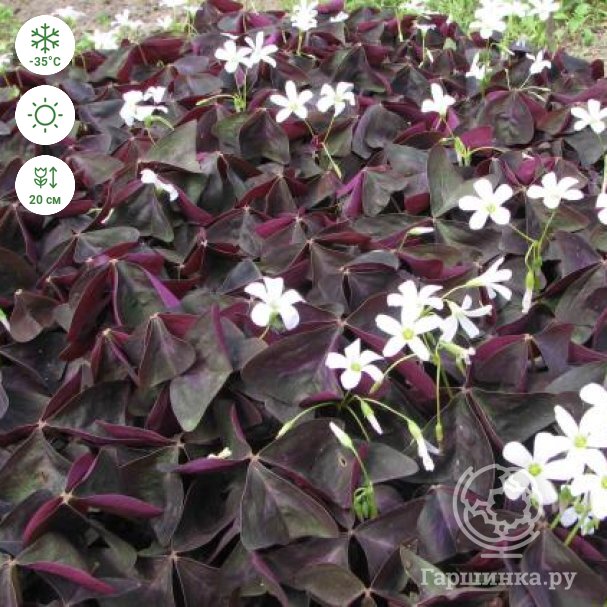 Оксалис (Кислица) Burgundy Gelb