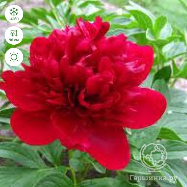 Пион Red