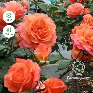 Купить Роза Бельведер кустарниковая, Тантау в питомнике. Доставка почтой