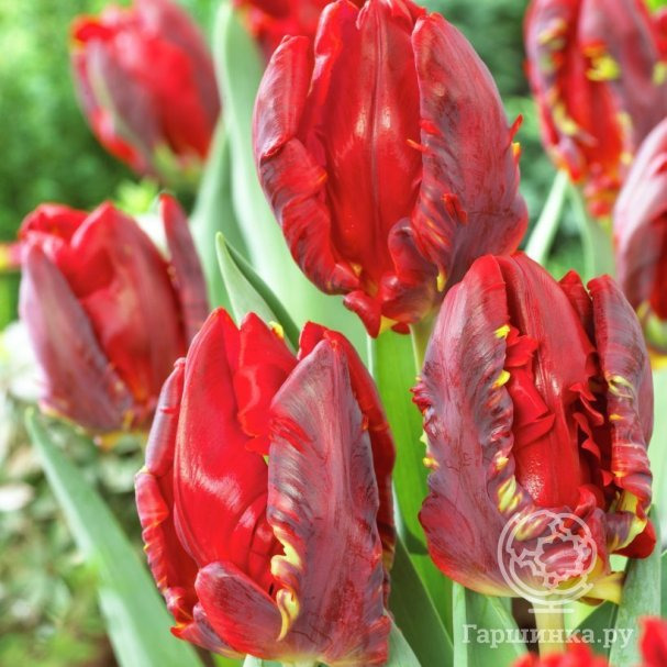 Тюльпан Рококо попугайный 5шт купить в Москве по низкой цене - интернет ...