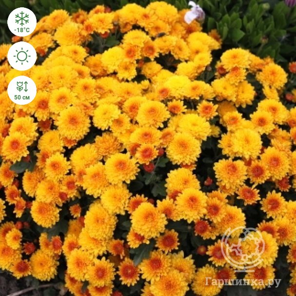 Сорта красных хризантем полный обзор с фото и отзывами