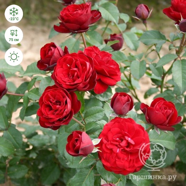 Роза Лаваглут флорибунда, Imperial Rose купить в Москве по низкой цене -  интернет-магазин Гаршинка