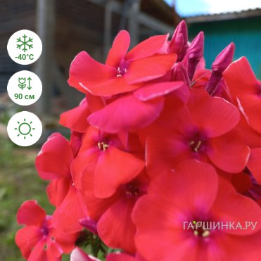 Флокс Набат