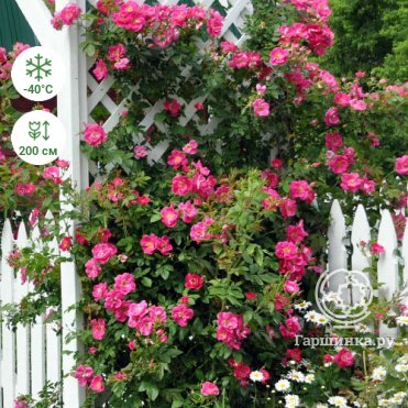 Купить/заказать Розы канадские парковые в питомнике недорого - доставкапочтой по Москве и России