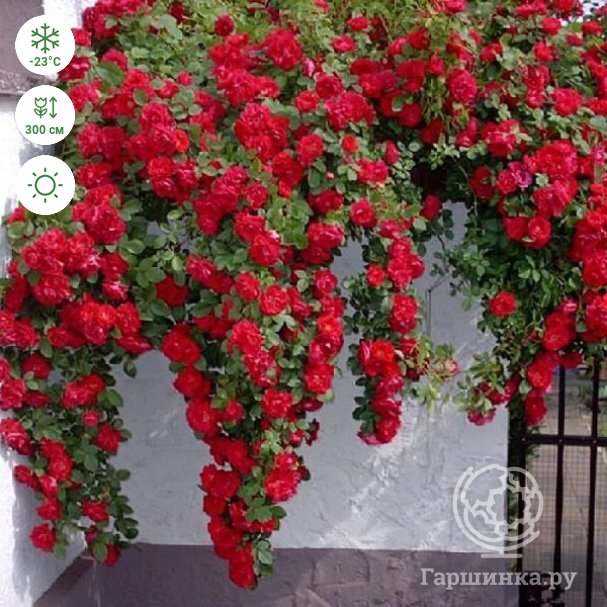 Плетистая роза Сантана (Santana): характеристика и описание сорта с фото и отзывы садоводов