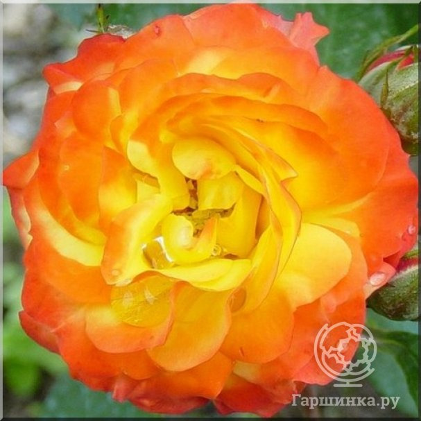 Роза Элисон флорибунда, Imperial Rose