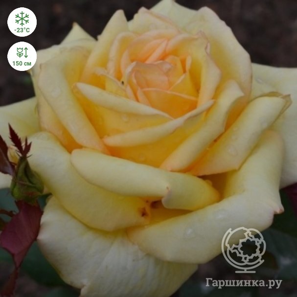 Роза Голден Тауэр: особенности и характеристика сорта
