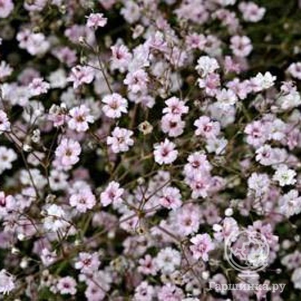 Гипсофила метельчатая Пинк купить в Москве по низкой цене - интернет ...
