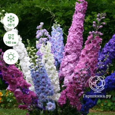 Дельфиниум высокий MIX 6 (3 шт)