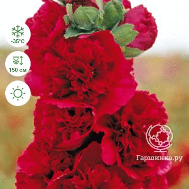 Шток-роза Double Red махровая