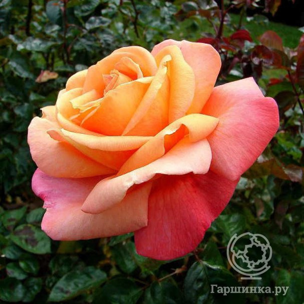 Прейри стар виноград. Гаршинка каталог роз. Гаршинка семена. Гаршинка каталог роз. Гаршинка каталог роз.