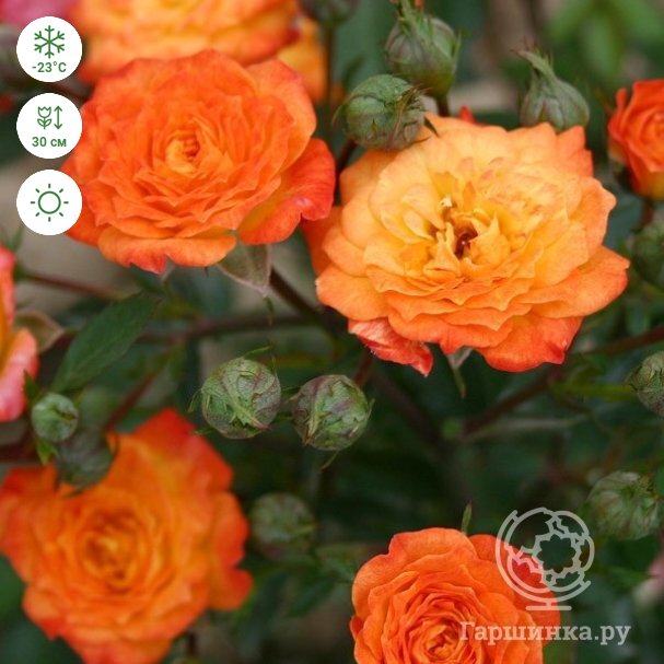 Роза Санмейд миниатюрная, Imperial Rose купить в Москве по низкой цене -  интернет-магазин Гаршинка