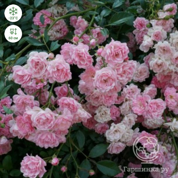 Почвопокровная роза «Фейри»: описание сорта, фото и отзывы